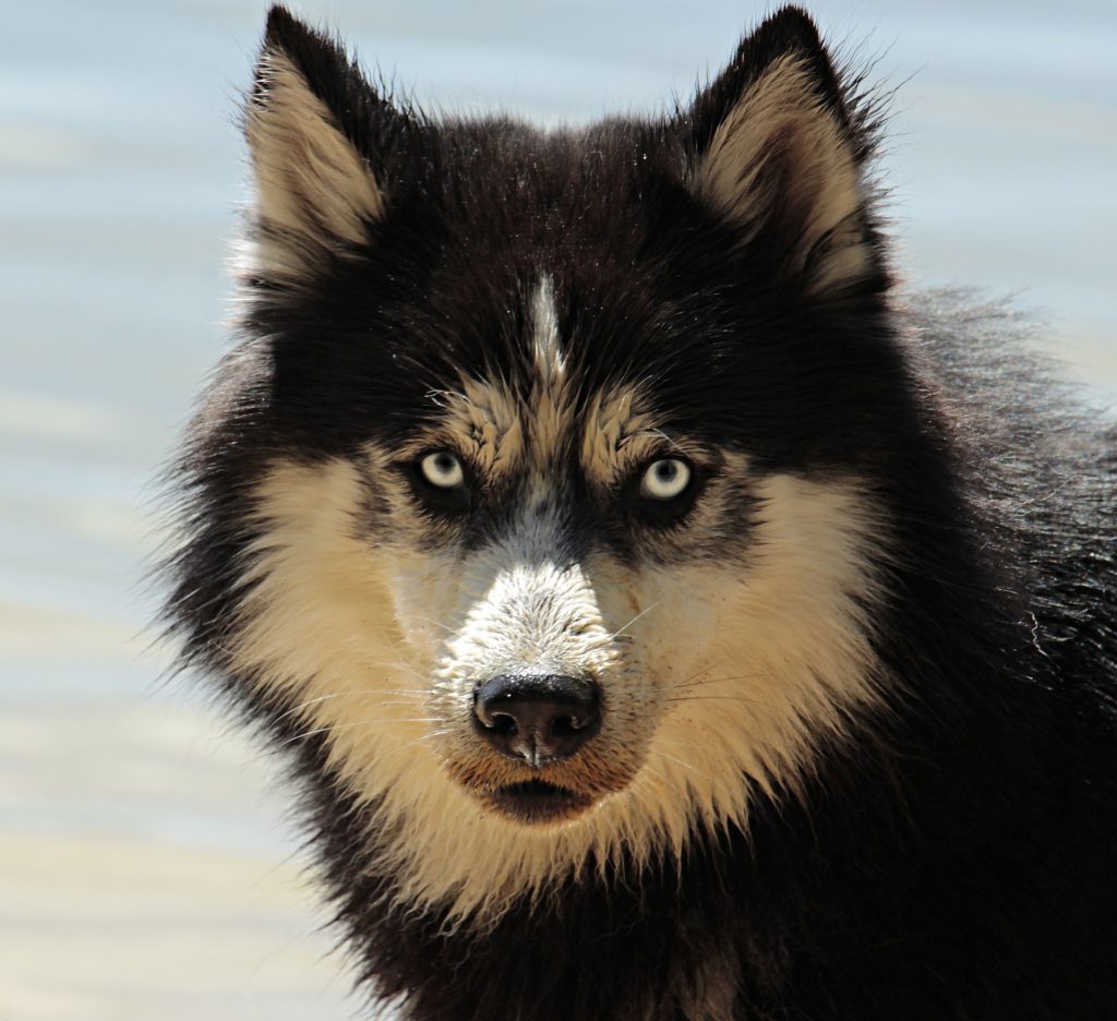 A husky, an example of the different dog breeds in the real world.