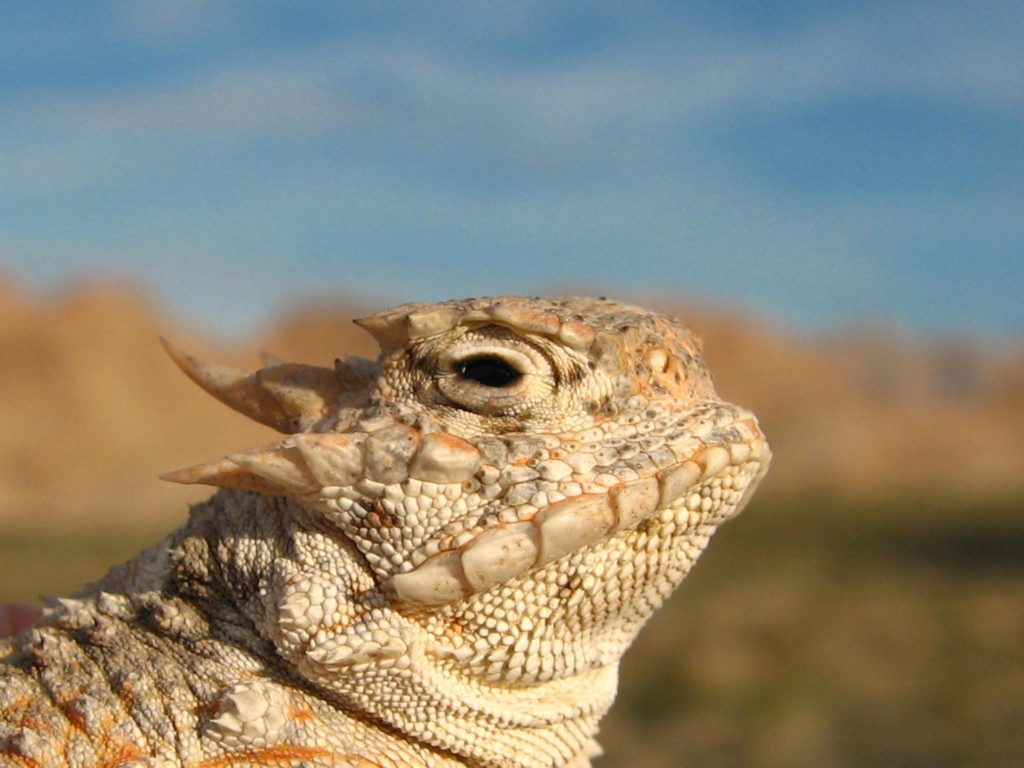 The horned lizard. Some of these are capable of shooting blood out of their mouths.