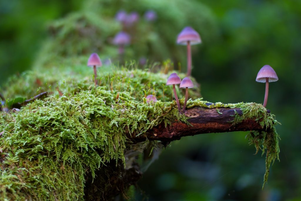 A photo of some mushrooms, used as a representation of the Hog's Family.