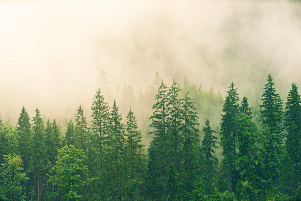 A photo of a coniferous forest.