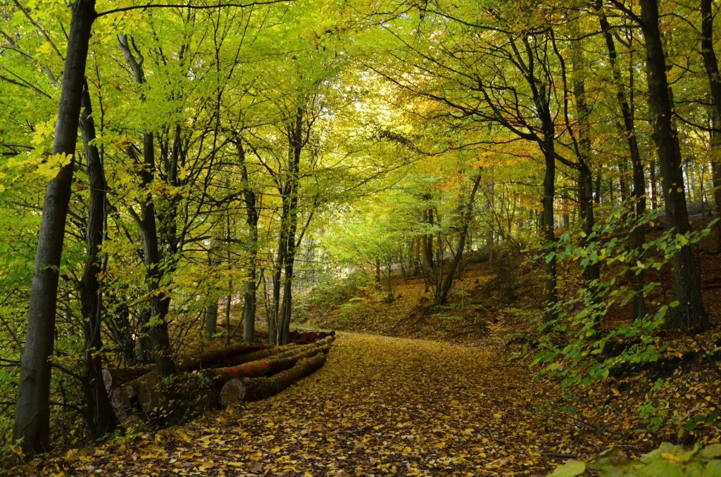 A photo of a forest path.