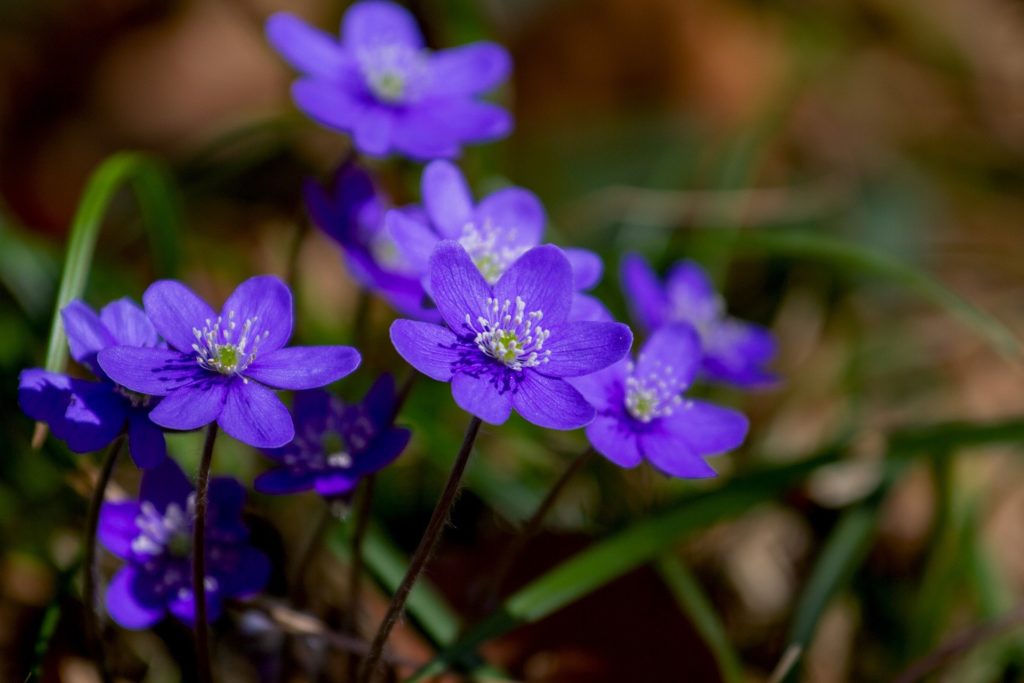 A close-up photo of a blue and purple flower.